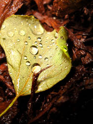 Watered Leaf