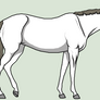 Equine Line Art