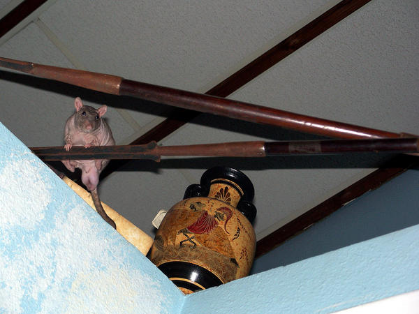 Greek Urn with a hairless rat