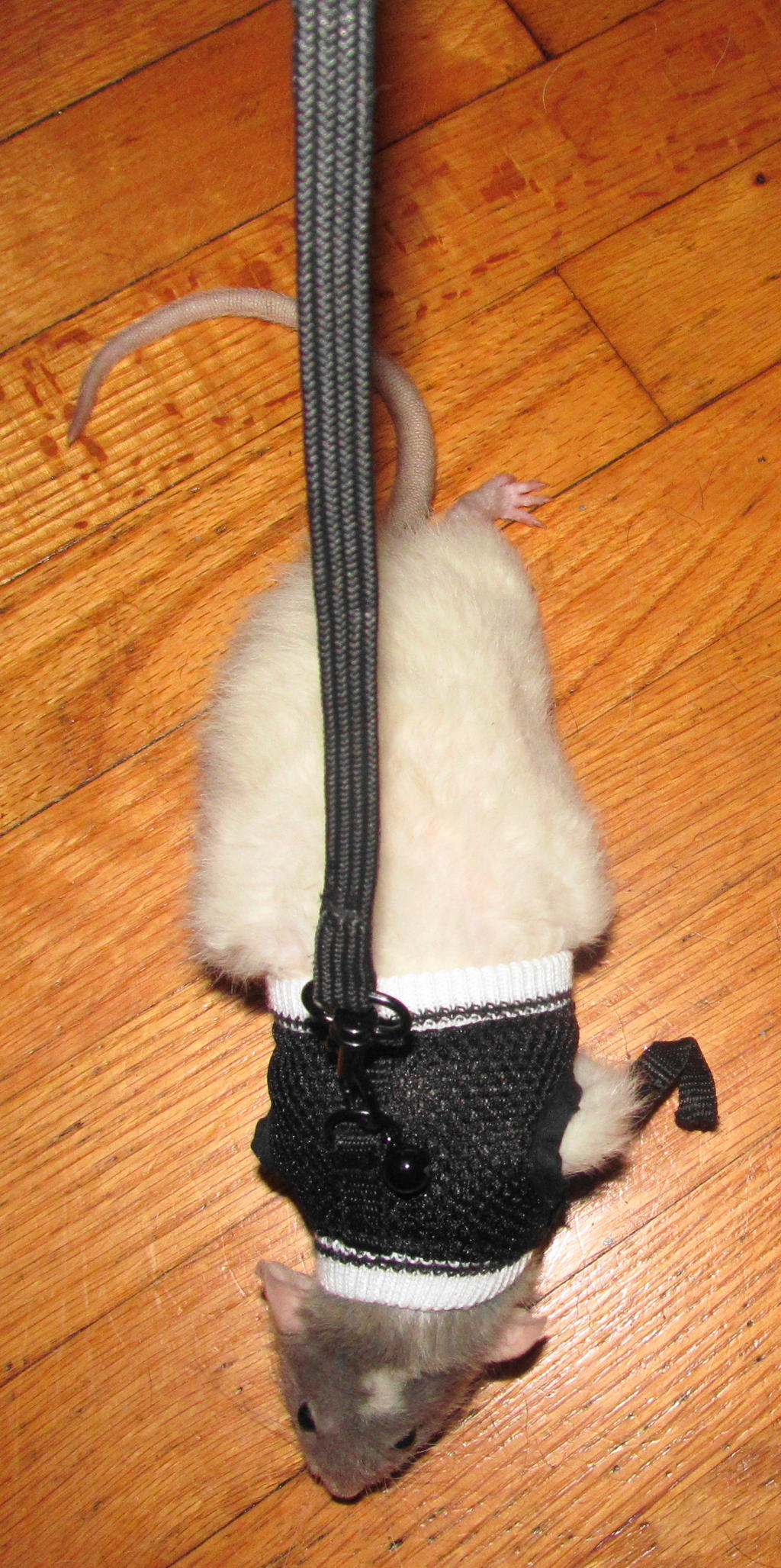 Watson on a rat harness