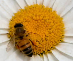 bee