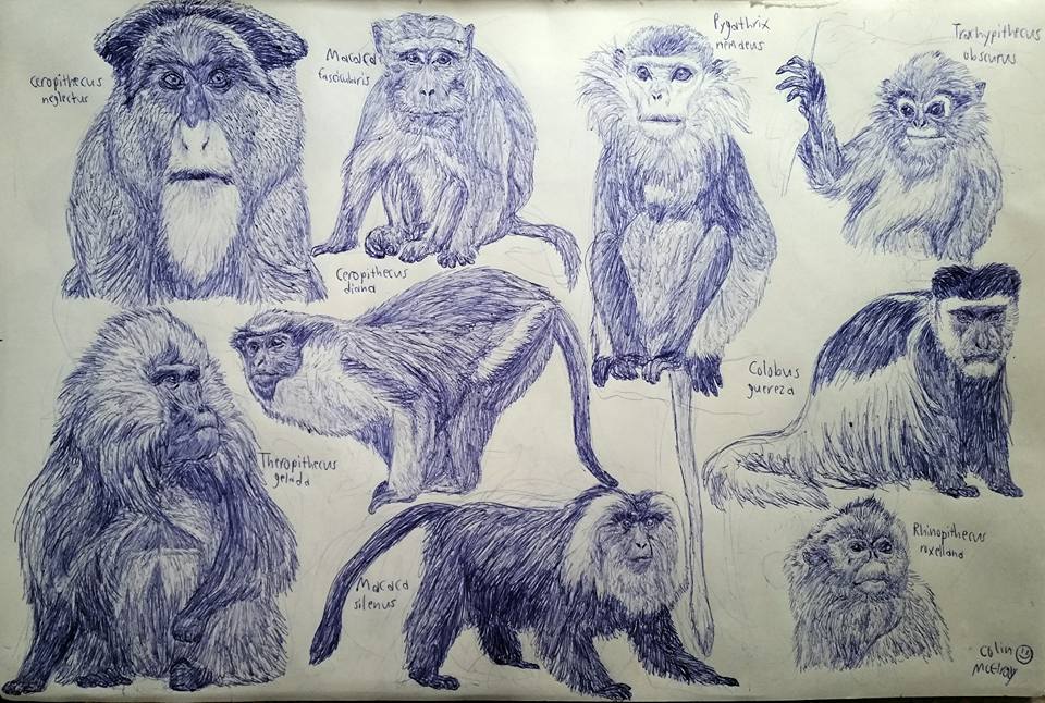 Old World Monkeys