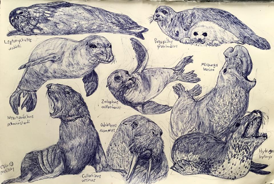 Pinnipeds