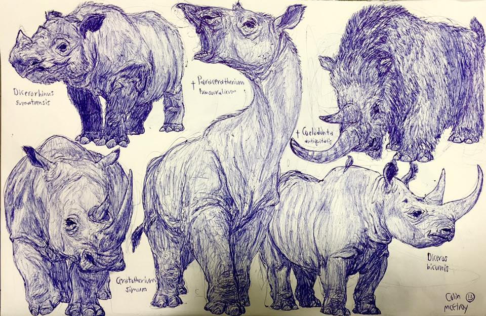 Rhinos by MickeyRayRex on DeviantArt