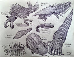 Cambrian and Ordovician Animals