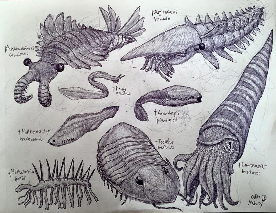 Cambrian and Ordovician Animals by MickeyRayRex on DeviantArt