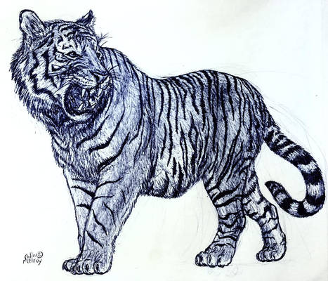 Amur Tiger