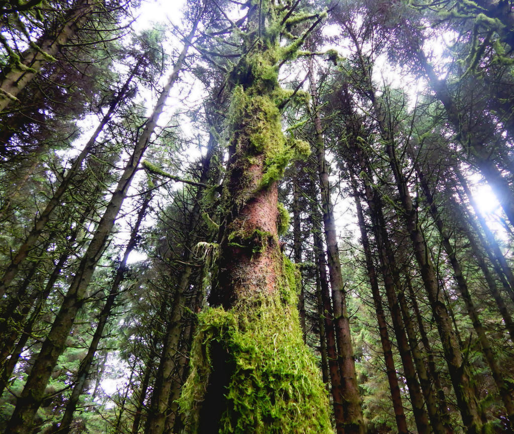 Springwell Forest III by SwagolasThranduilion on DeviantArt