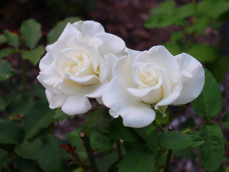 Californian white roses