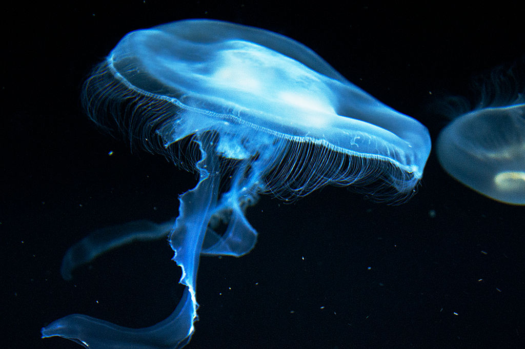 JellyFish