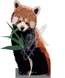 Realistic Illustration : Red Panda