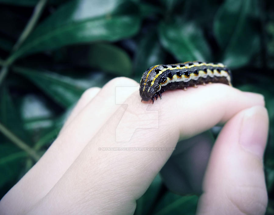 big caterpillar