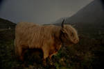 Highland Coo by 00123