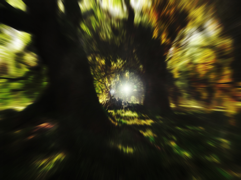 Forest_Test 02