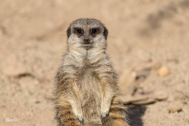 Meerkat