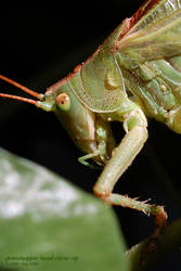 grasshopper head close-up