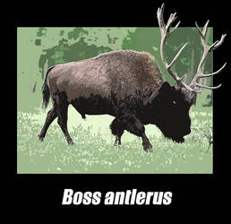 Boss antlerus