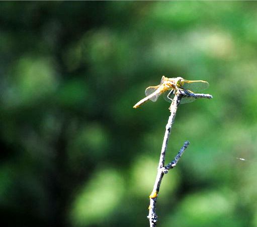 Dragonfly