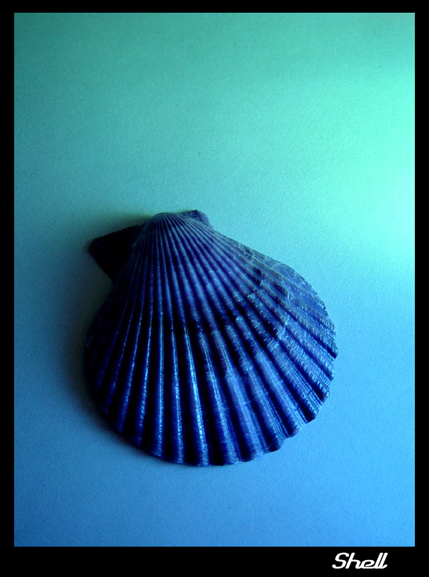 Shell