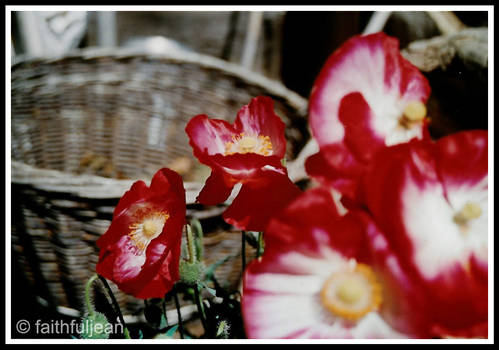 red poppies