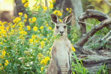 Kangaroo Grazing