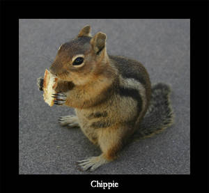 Chippie