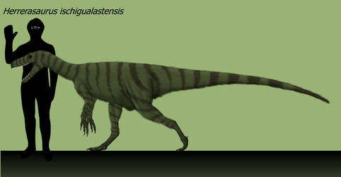 Herrerasaurus ischigualastensis