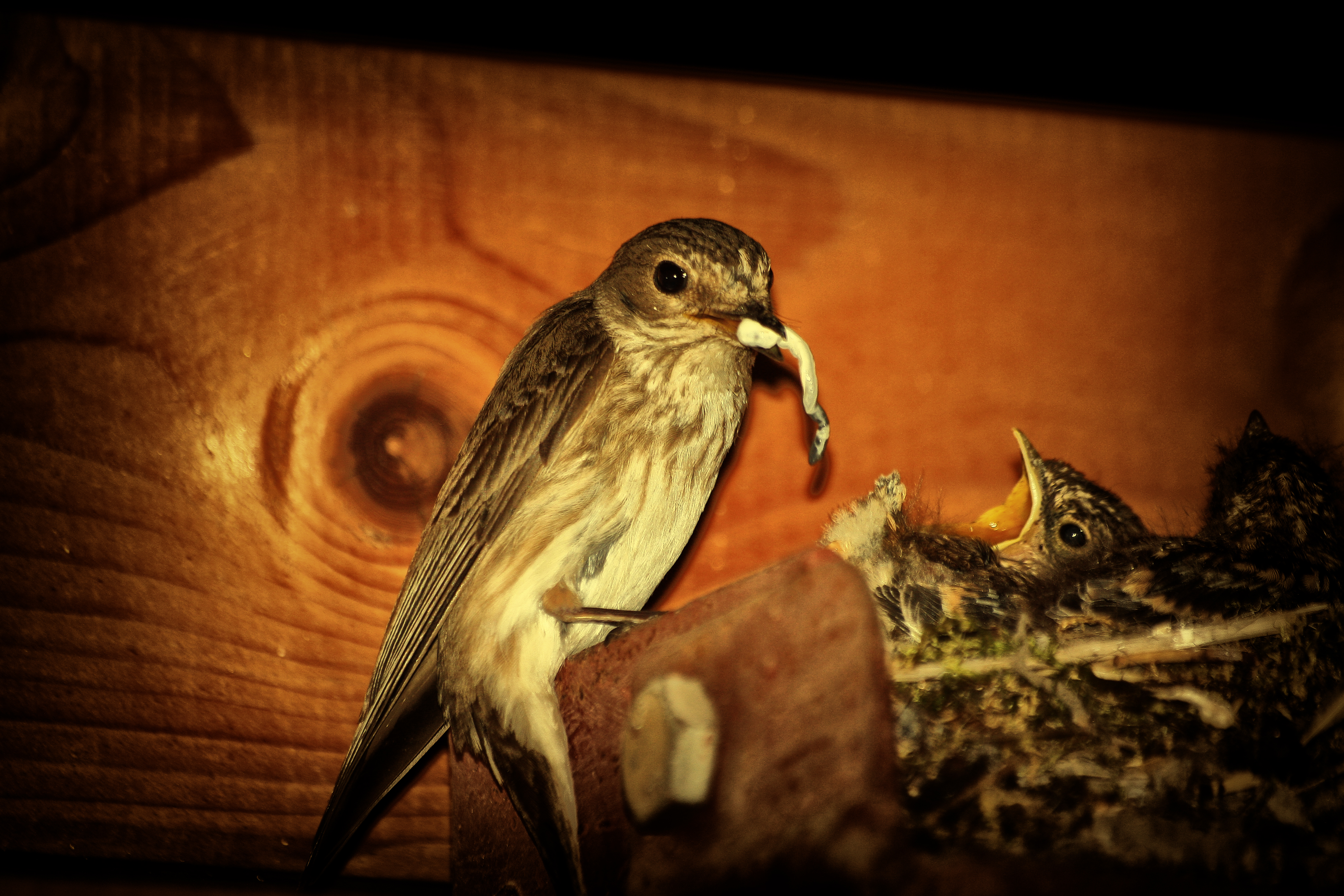 Spotted Flycatcher