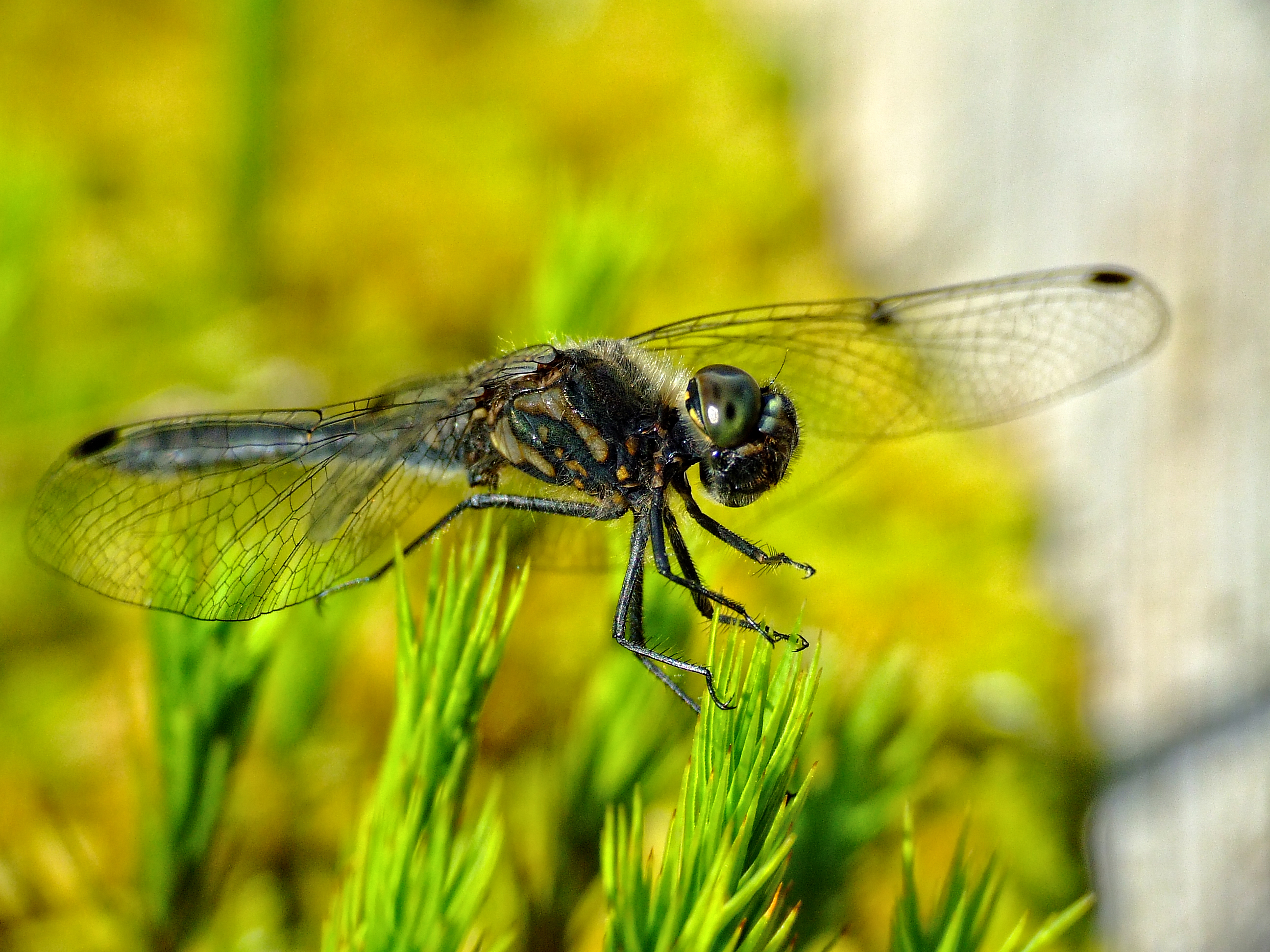 Dragonfly