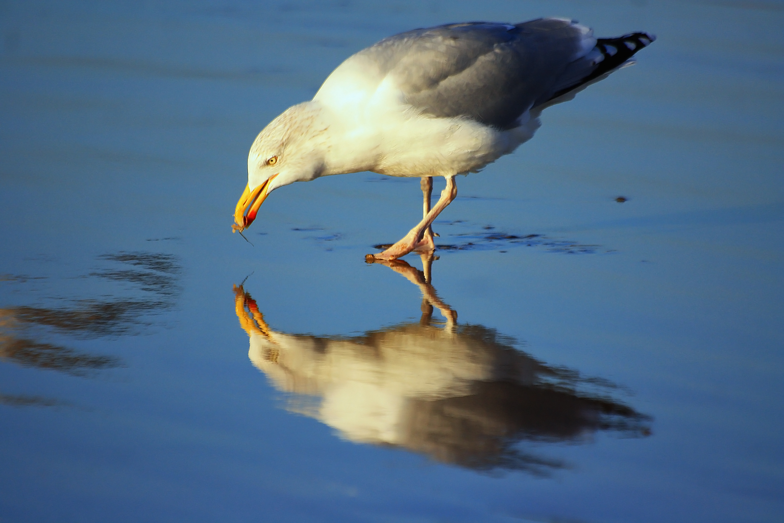 Seagull