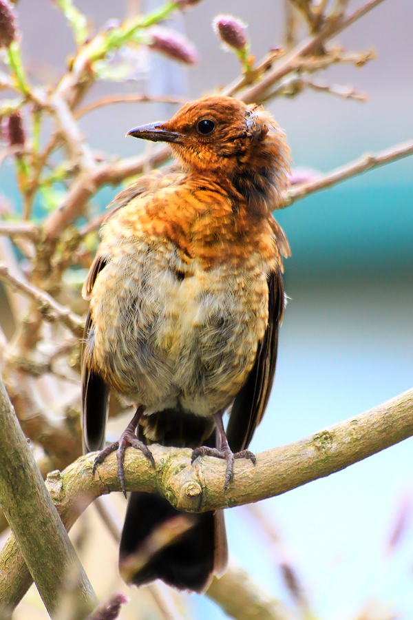 Young Blackbird