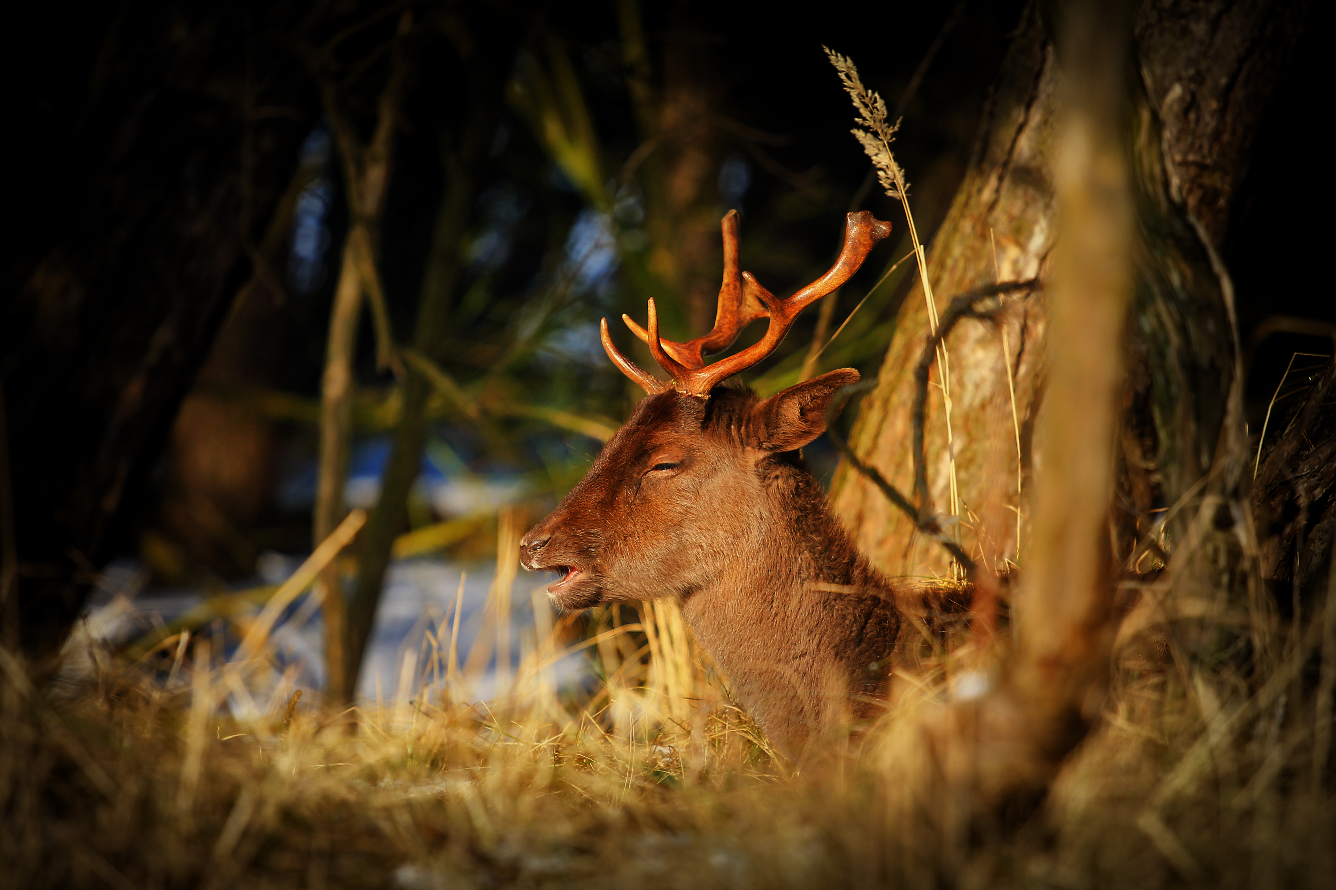 Fallow Deer