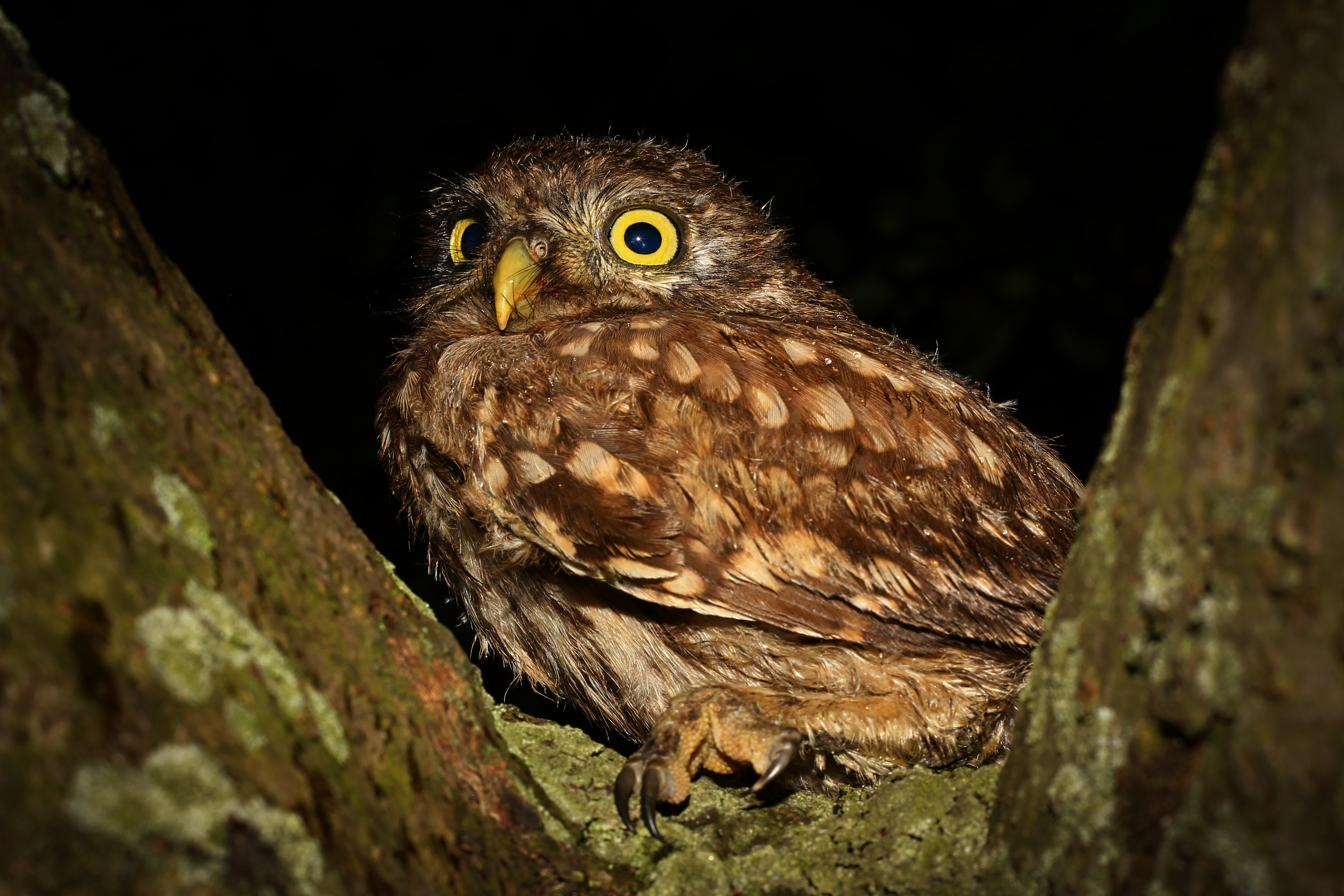 Little Owl