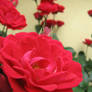 Red roses