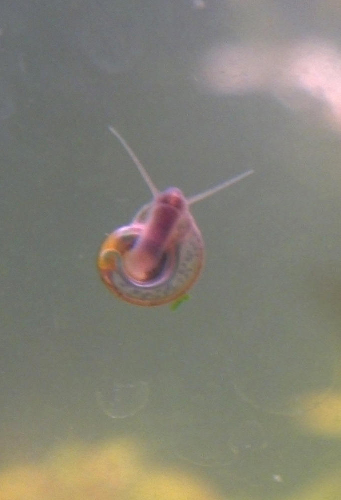 Mini Ramshorn Snail by AllHailZ on DeviantArt