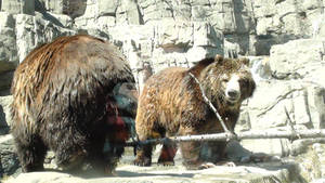 Brown Bear