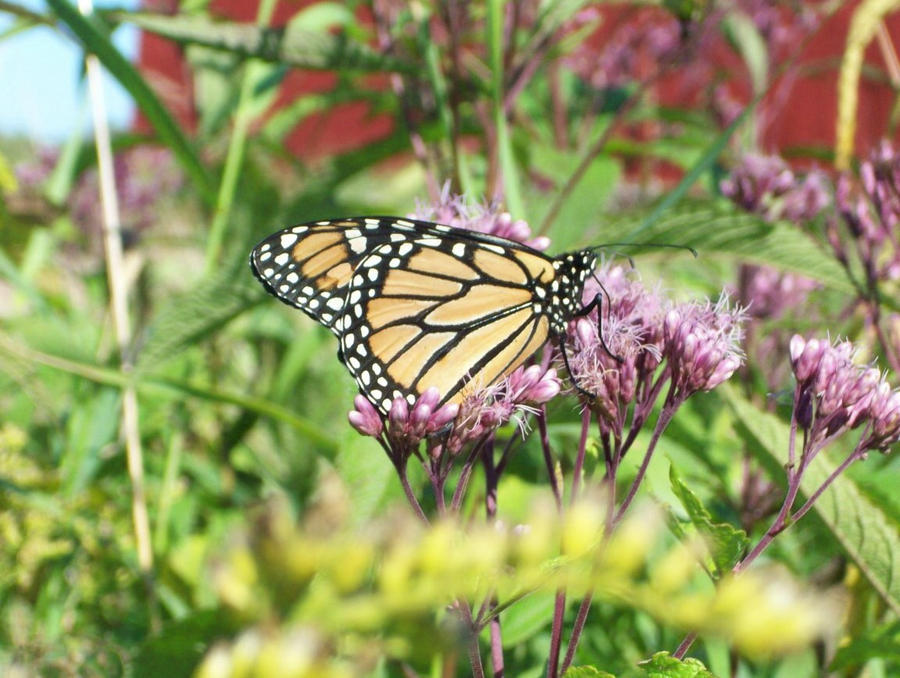 Monarch Behind the Barn