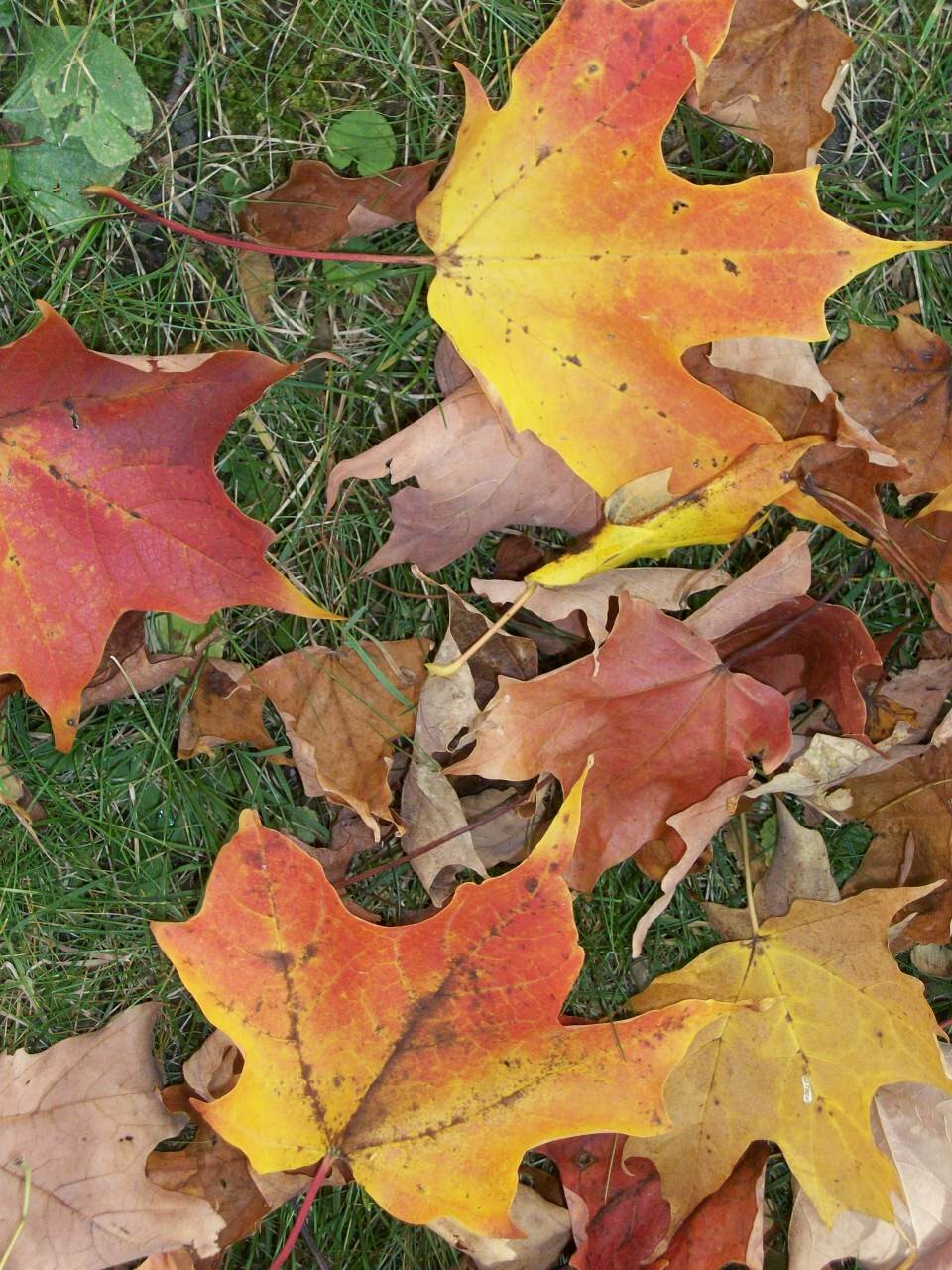 Leaves on the Graves