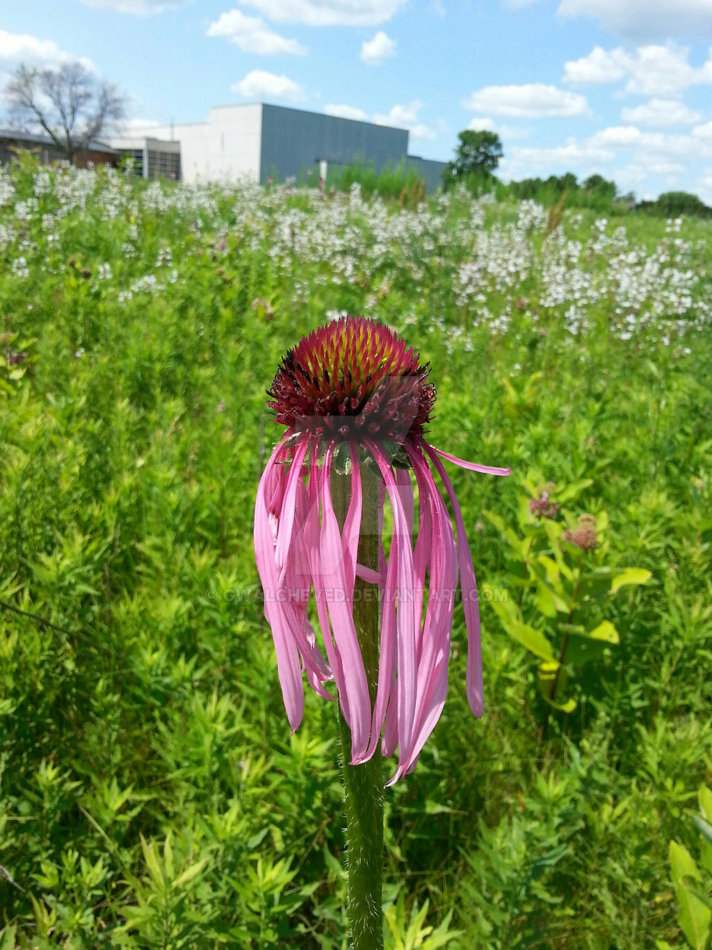 Attentionseeker by gwalcheved on DeviantArt