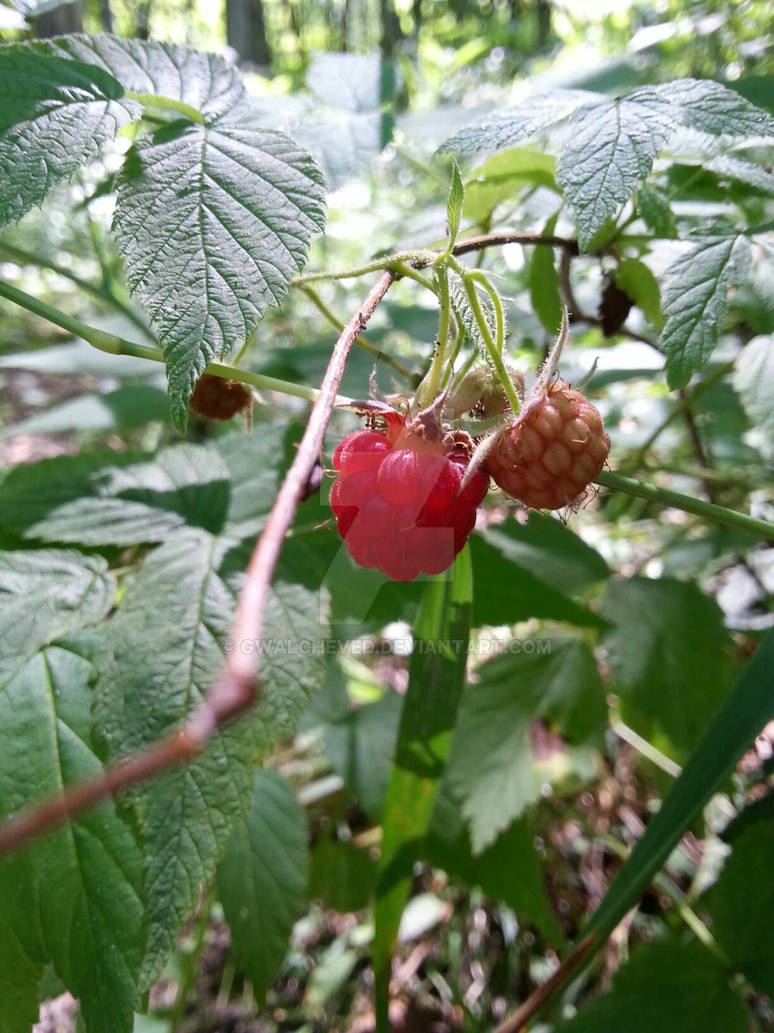 Wild Raspberries by gwalcheved on DeviantArt