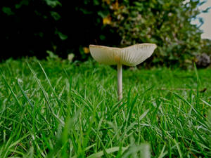 lone mushroom