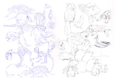 animal/skeleton sketches