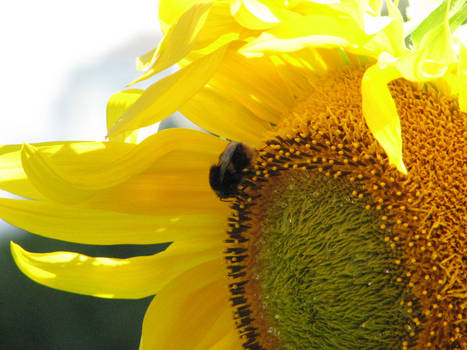 Affinity, Light and a Bee