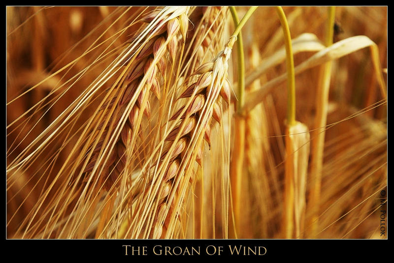 The Groan Of Wind