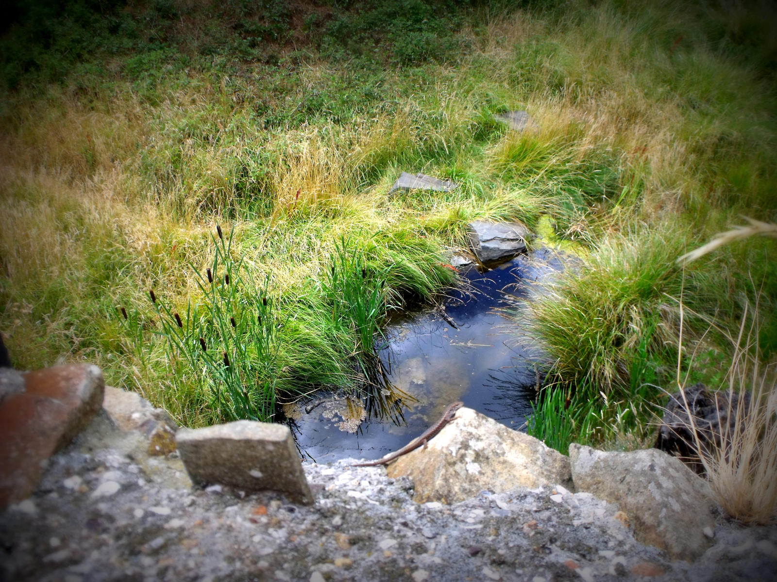 Spiky Bridge Creek