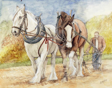 Draft Shire Horses