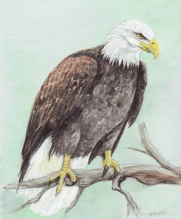 Bald Eagle