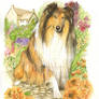 Collie dog