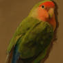 lovebird