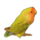 lovebird icon